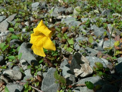 Erythranthe veronicifolia, photographed by J Straka