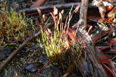 Microschizaea australis, photographed by John Barkla