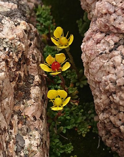 Saxifraga chrysantha, photographed by Nick Block