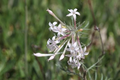 Ipomopsis tenuituba, photographed by Isaac Krone