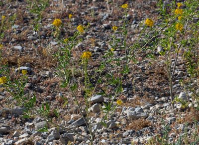 Cleomella lutea, photographed by Jesse Rorabaugh