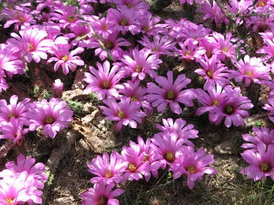 Echinocereus berlandieri, photographed by johnyochum