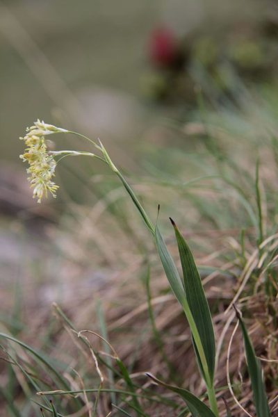 Luzula lutea, photographed by Olivier Argagnon