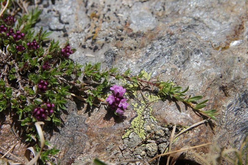 Thymus nervosus, photographed by Olivier Argagnon