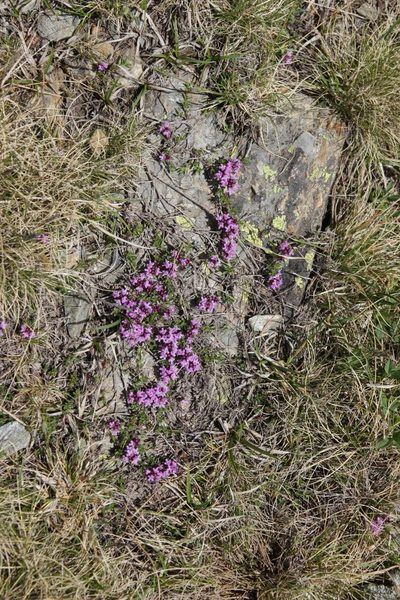 Thymus nervosus, photographed by Olivier Argagnon