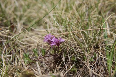 Thymus nervosus, photographed by Olivier Argagnon