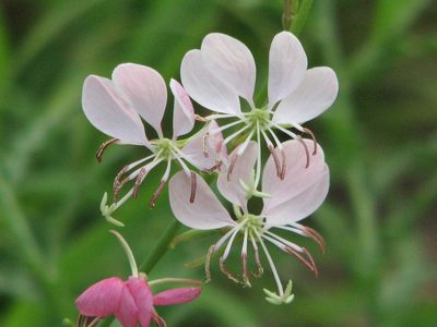 Oenothera hispida, photographed by johnyochum