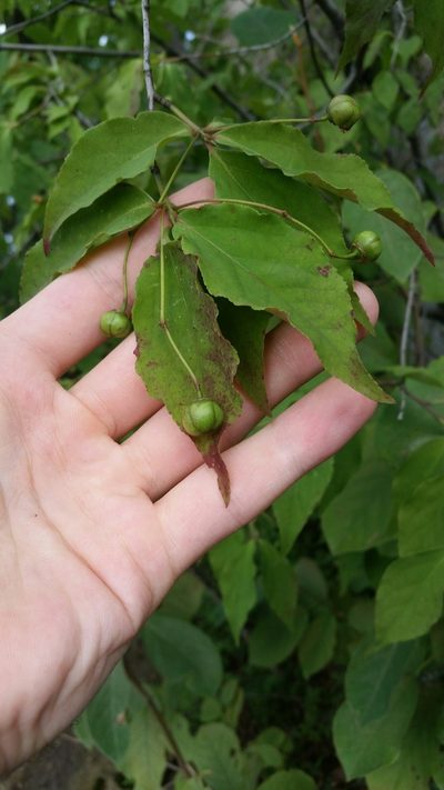 Euonymus oxyphyllus, photographed by Daniel J. Layton