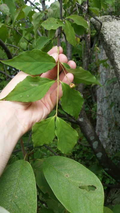 Euonymus oxyphyllus, photographed by Daniel J. Layton