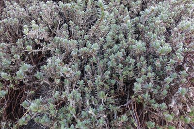 Pimelea lyallii, photographed by John Barkla