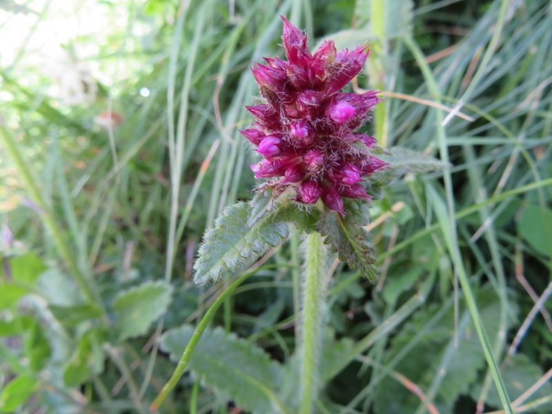 Betonica hirsuta, photographed by Marco Mussita