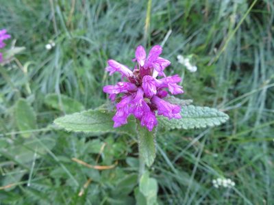 Betonica hirsuta, photographed by Marco Mussita
