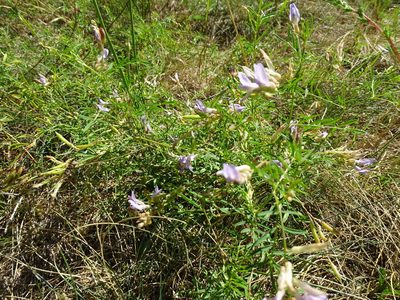 Astragalus arenarius, photographed by Grzegorz Grzejszczak