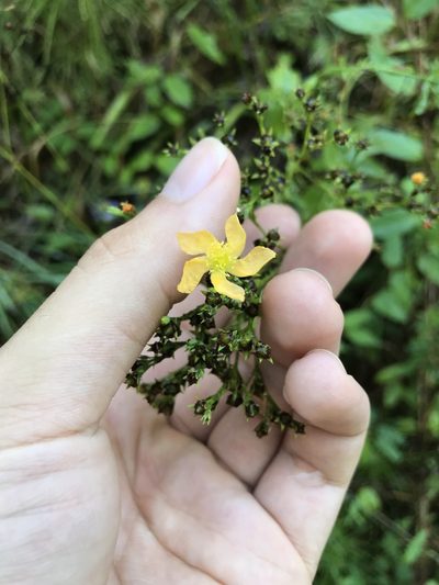 Hypericum virgatum, photographed by Brandon Wheeler
