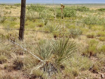 Yucca campestris, photographed by CK2AZ
