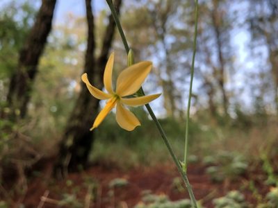 Echeandia reflexa, photographed by Luis F. Ramírez
