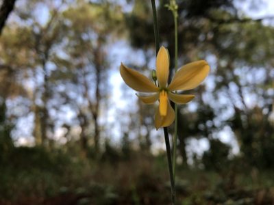 Echeandia reflexa, photographed by Luis F. Ramírez