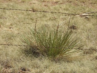 Yucca campestris, photographed by CK2AZ