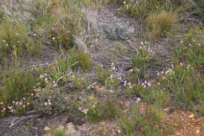 Stilbe ericoides, photographed by Tony Rebelo