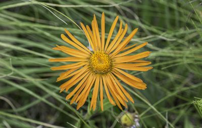 Pyrrocoma crocea, photographed by Craig Martin