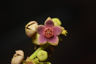 Heterostemma dalzellii, photographed by S.MORE