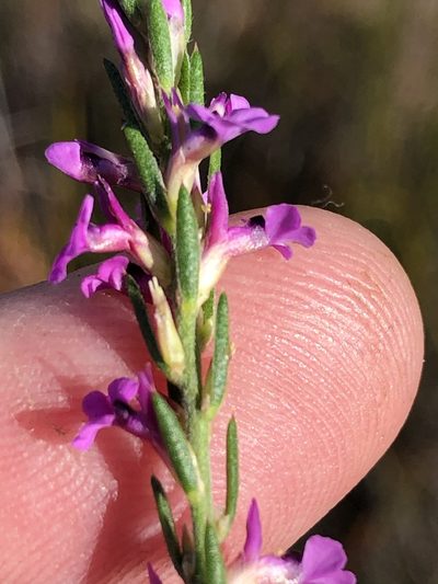 Muraltia ericoides, photographed by Dave U