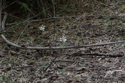 Habenaria roxburghii, photographed by S.MORE
