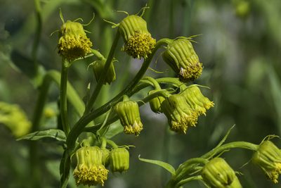 Senecio bigelovii, photographed by Craig Martin
