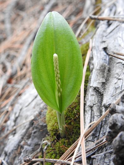 Malaxis macrostachya, photographed by Laura Gaudette