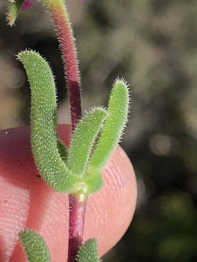 Delosperma neethlingiae, photographed by Dave U