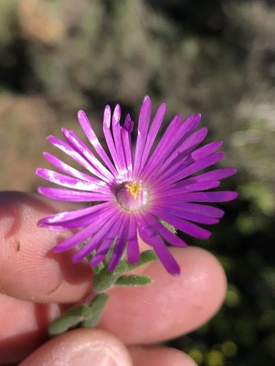 Delosperma neethlingiae, photographed by Dave U