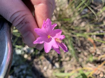 Ixia micrandra, photographed by Matthew Fainman