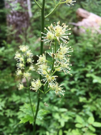 Actaea laciniata, photographed by Matt Berger