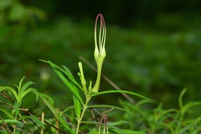 Ceropegia attenuata, photographed by S.MORE