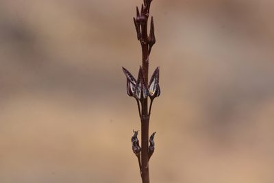 Ceropegia malwanensis, photographed by S.MORE