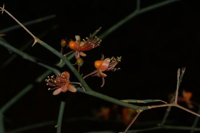 Capparis decidua, photographed by S.MORE