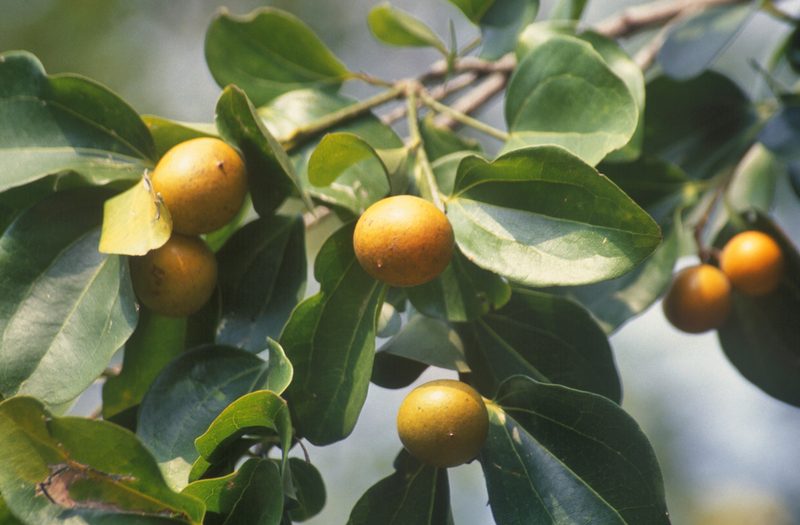 Strychnos nux-vomica, photographed by P Jeganathan