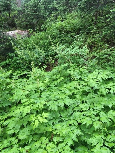 Actaea laciniata, photographed by Matt Berger