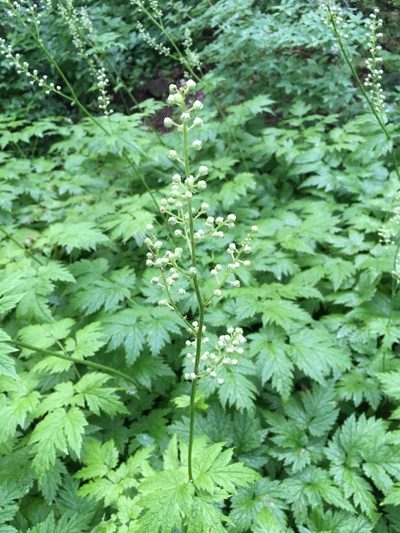 Actaea laciniata, photographed by Matt Berger