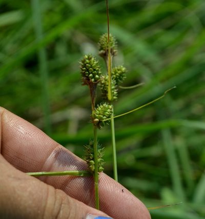 Carex bushii, photographed by Evan Barker