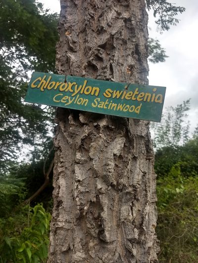 Chloroxylon swietenia, photographed by P Jeganathan