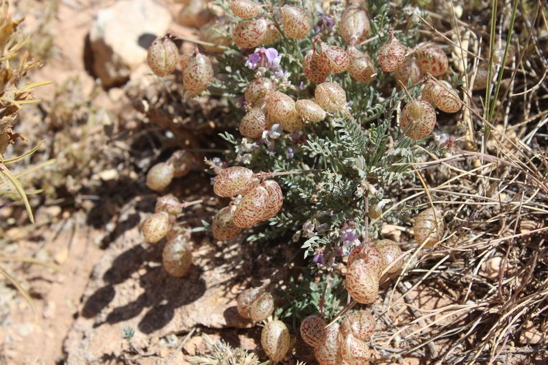 Astragalus jejunus, photographed by Isaac Krone