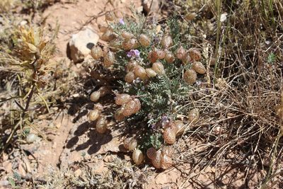 Astragalus jejunus, photographed by Isaac Krone