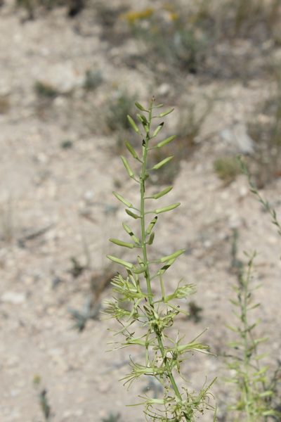 Stanleya viridiflora, photographed by Isaac Krone