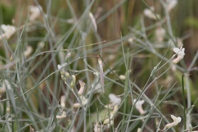 Astragalus convallarius, photographed by Isaac Krone