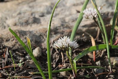 Allium brandegeei, photographed by Isaac Krone