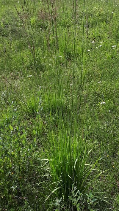 Molinia arundinacea, photographed by Markus Krieger
