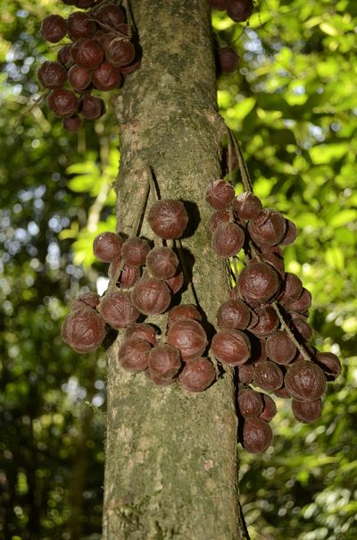 Baccaurea courtallensis, photographed by P Jeganathan