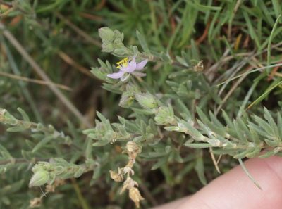 Spergularia rupicola, photographed by euanmck