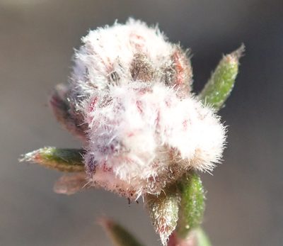Phylica karroica, photographed by Nicola van Berkel